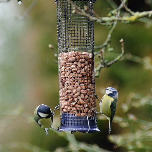 Bird Food