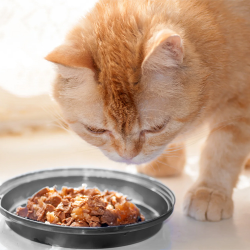 Cat Food